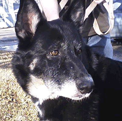 Xena pic